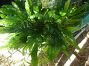 Microsorum Pteropus